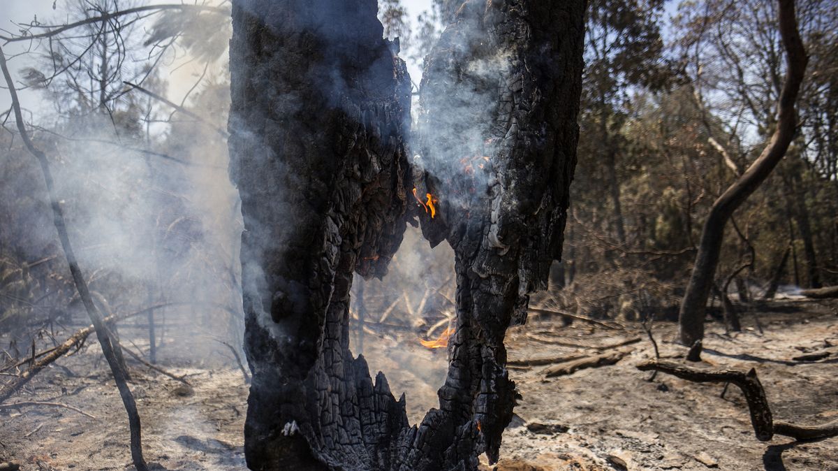 Fotky: Ve vysušeném Mexiku začalo hořet, lesní požáry hlásí z poloviny států